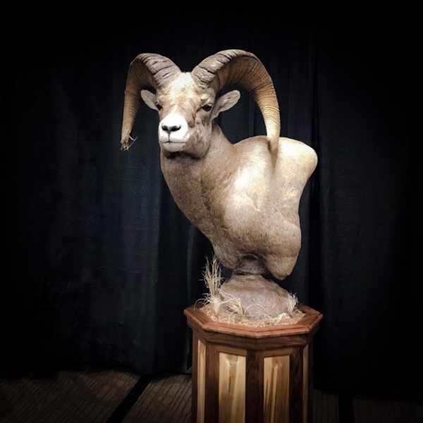 2018 Wyoming Big Horn Sheep Foundation Banquet, Hero Sara Harris Ram