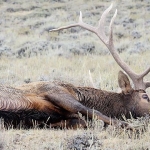 Hunting with Heroes Wyoming 2018